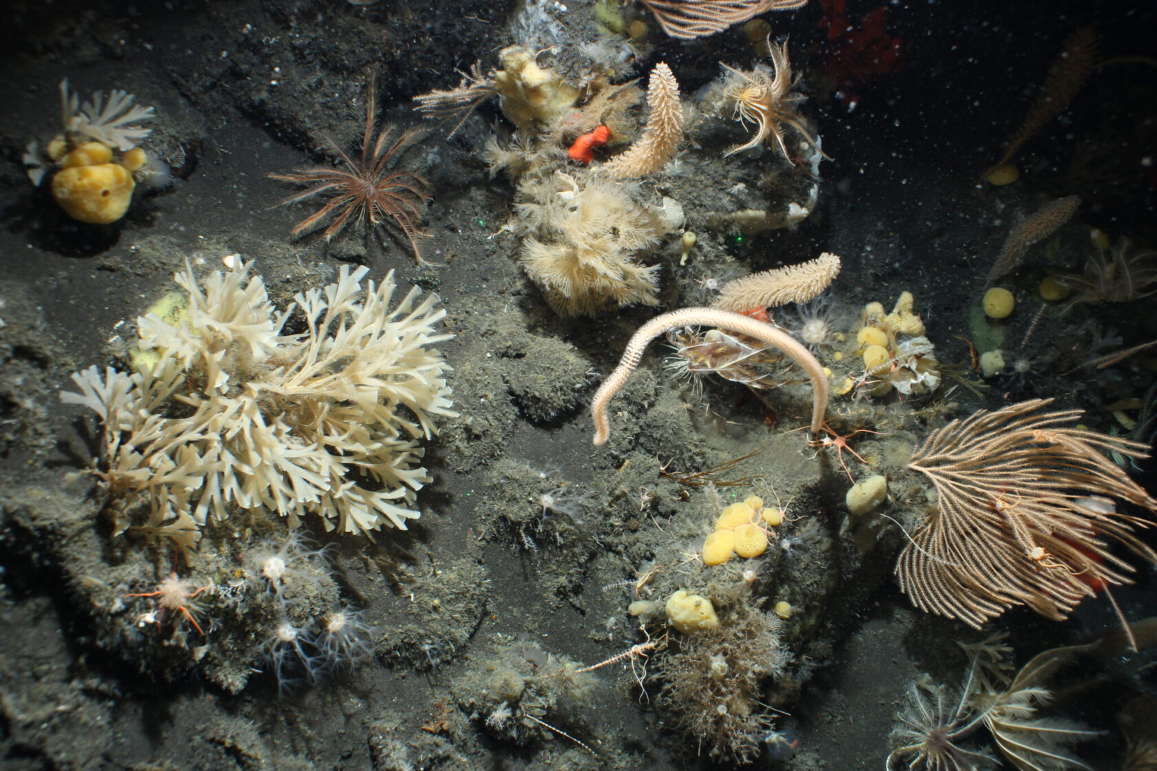An Antarctic underwater scene below the South Sandwich Islands filled with diverse soft corals, sponges, and a brittle star, showcasing rich marine biodiversity.