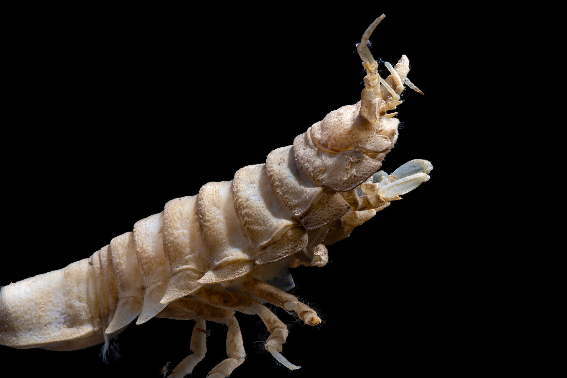 Arctic deep-sea isopod with a segmented body, adapted to survive extreme cold and pressure.