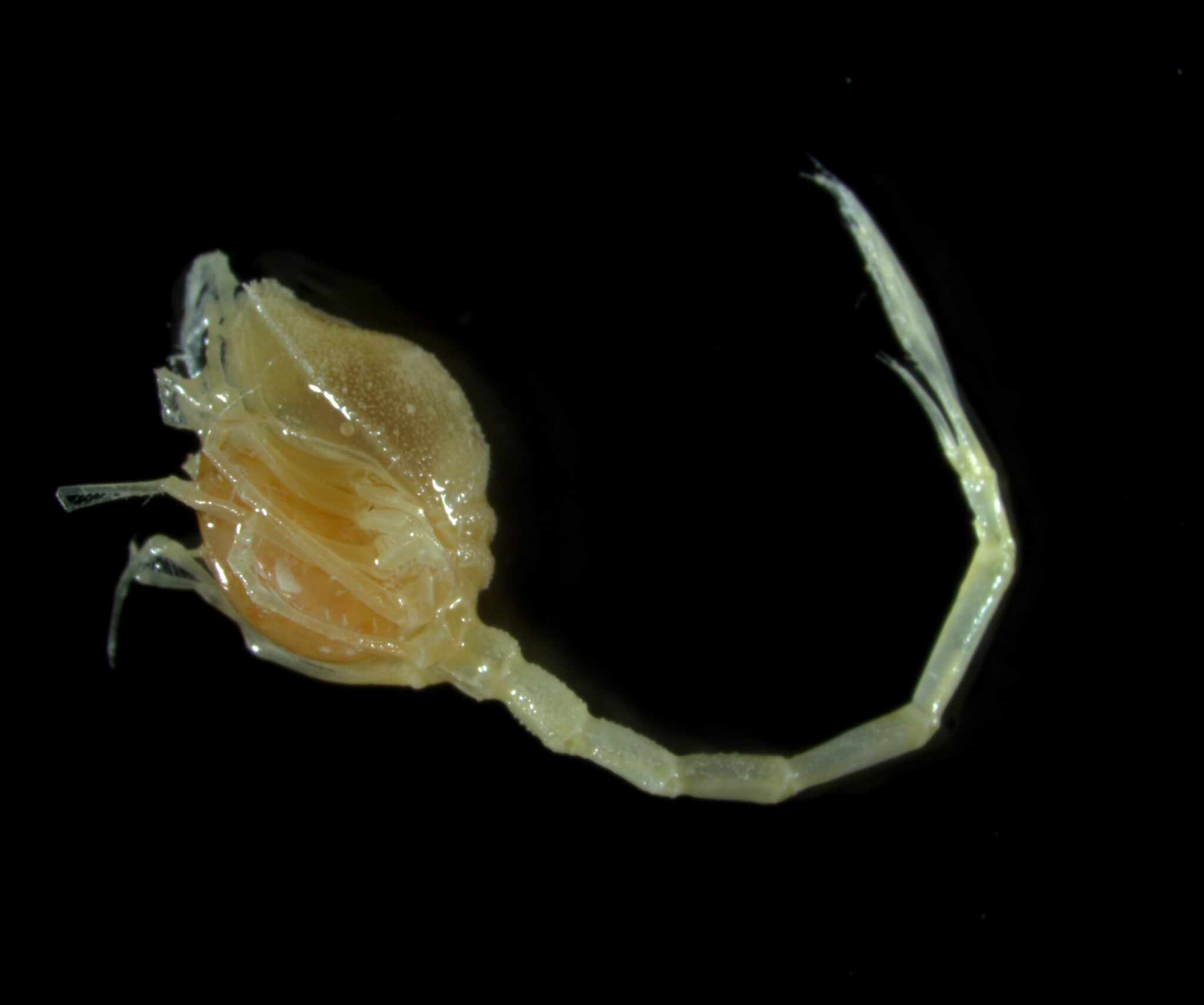 Press Release 100 New Ocean Species Discovered In New Zealand Ocean