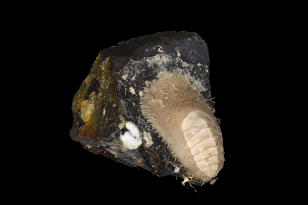 Press Release 100 New Ocean Species Discovered In New Zealand Ocean