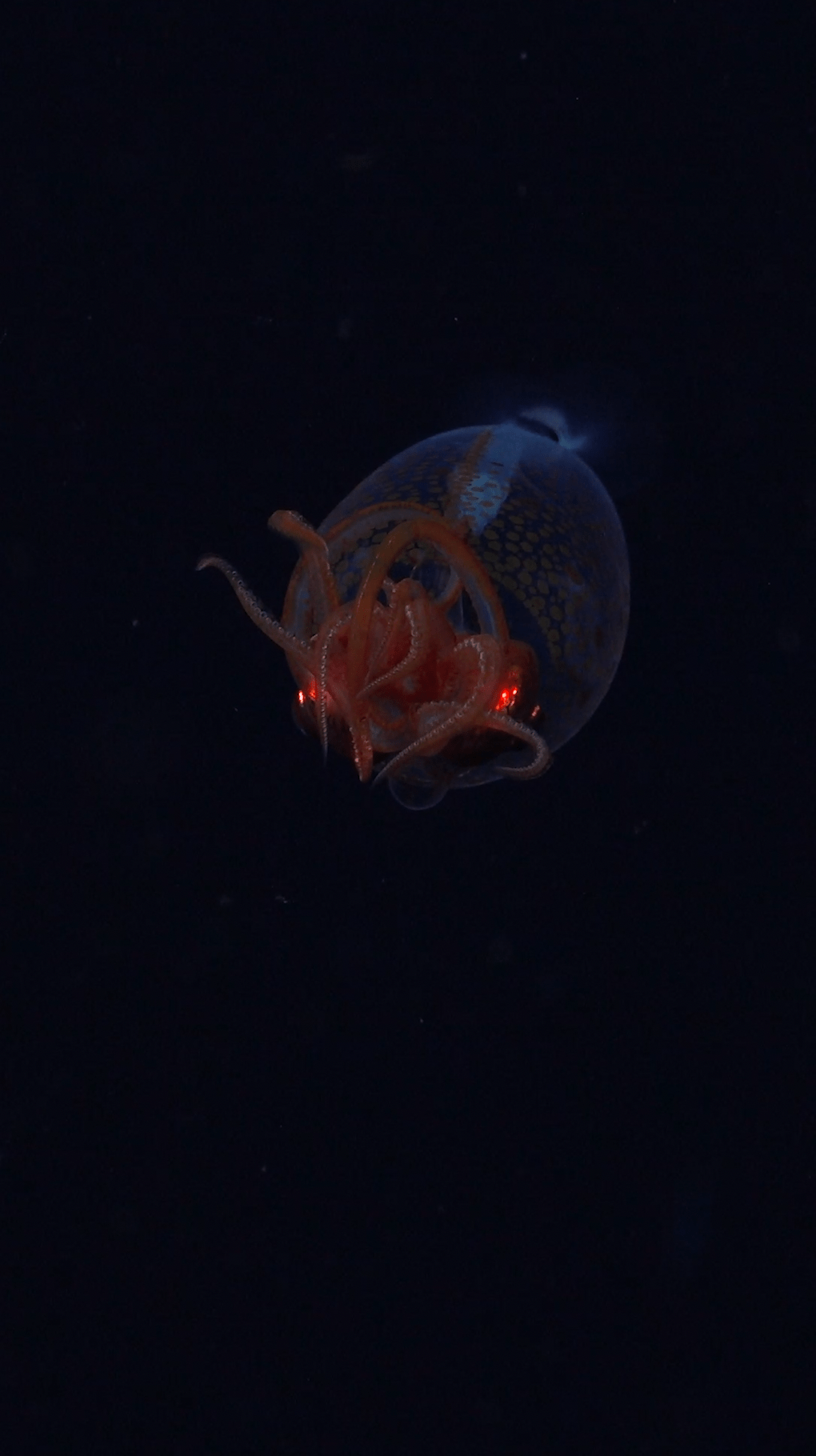 Juvenile Colossal Squid