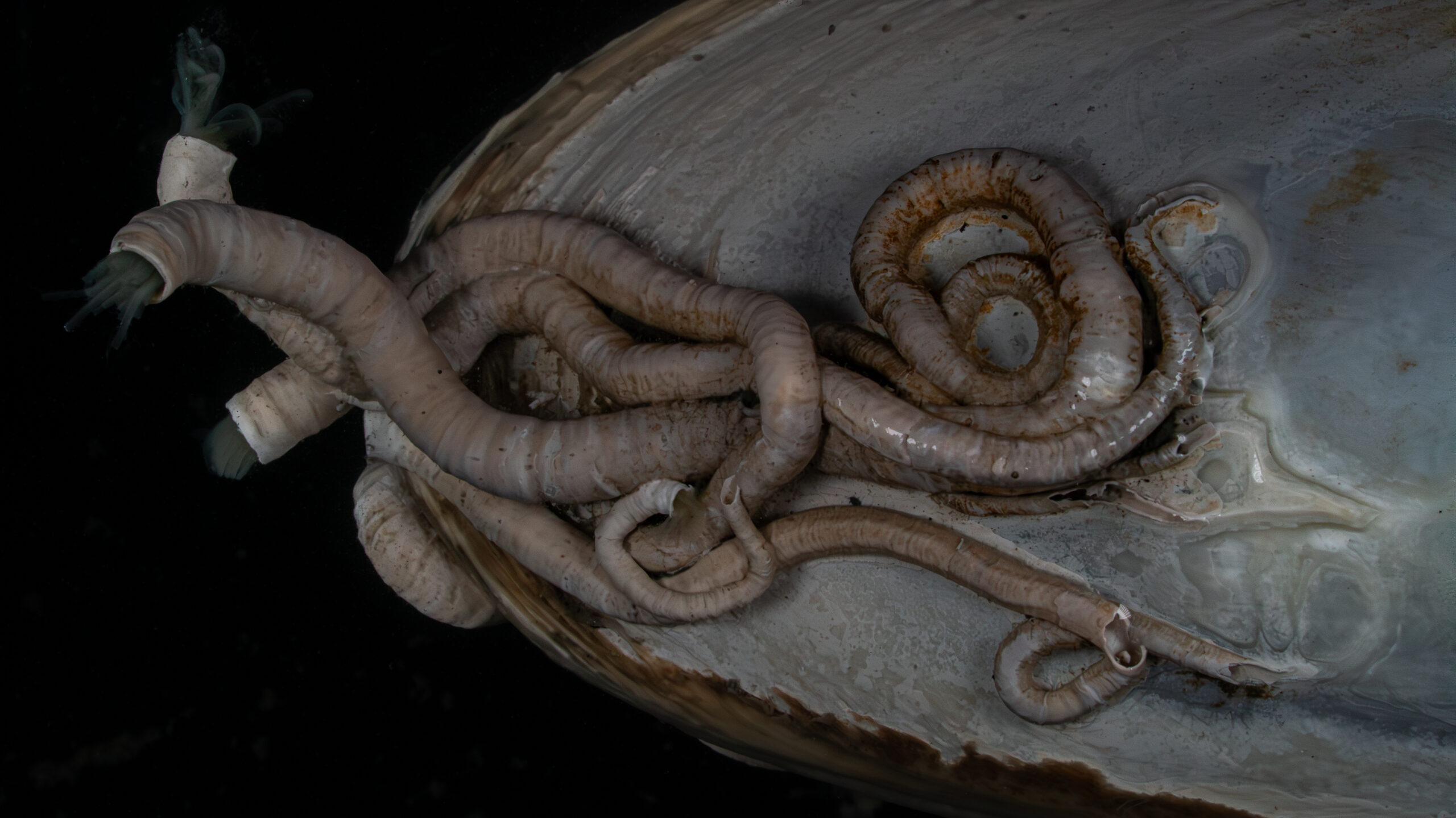 dive site, Nankai Trough, and deep-sea expedition