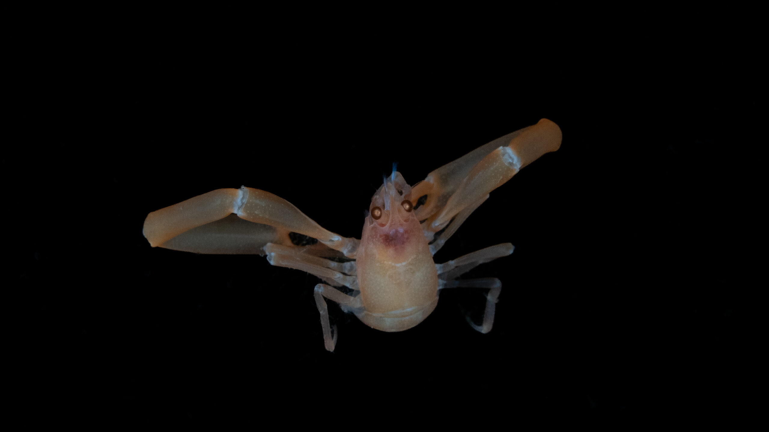 dive site, Nankai Trough, and deep-sea expedition