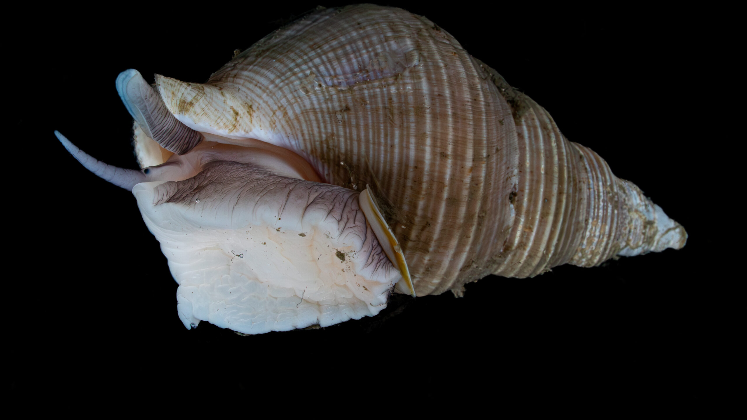 dive site, Nankai Trough, and deep-sea expedition