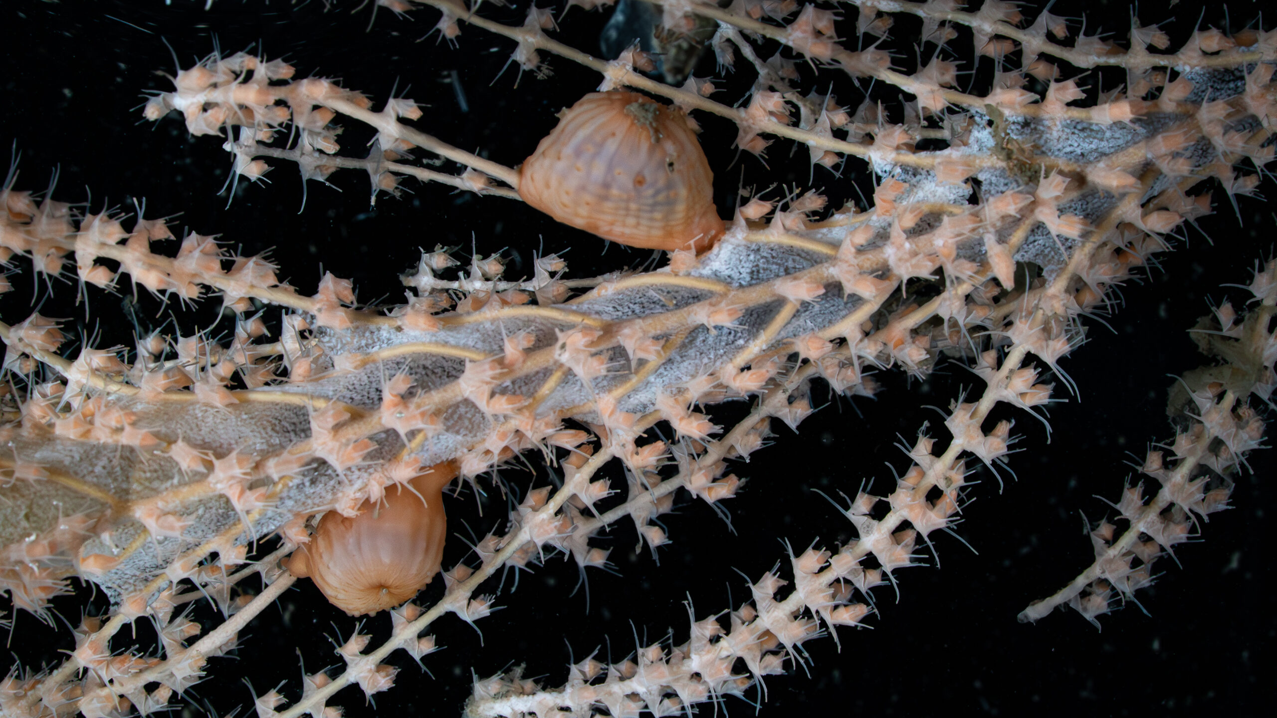 dive site, Nankai Trough, and deep-sea expedition