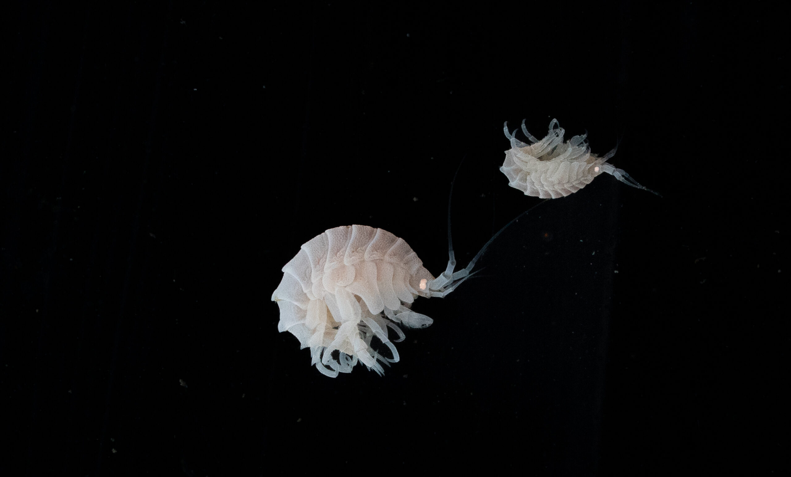 Two translucent amphipods drift in the darkness, their delicate appendages extended, captured from samples retrieved during a deep-sea expedition at the Nankai Trough dive site. These crustaceans offer insights into life in high-pressure oceanic trenches.