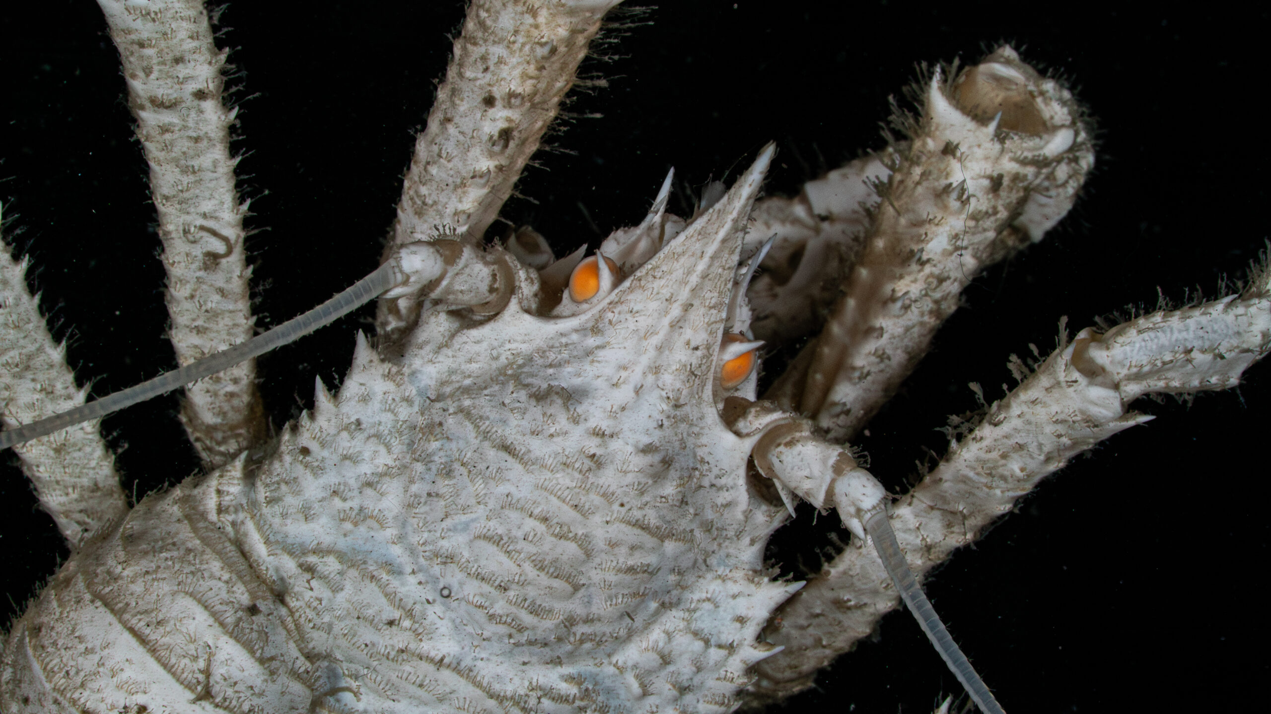 dive site, Shichiyo Seamounts, and deep-sea expedition.