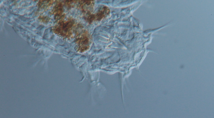 Microscopic meiofauna moves across a glass slide under a microscope. This extremophile organism, known for surviving extreme environments, is part of the biological sampling effort during the deep-sea expedition at the Nankai Trough dive site.