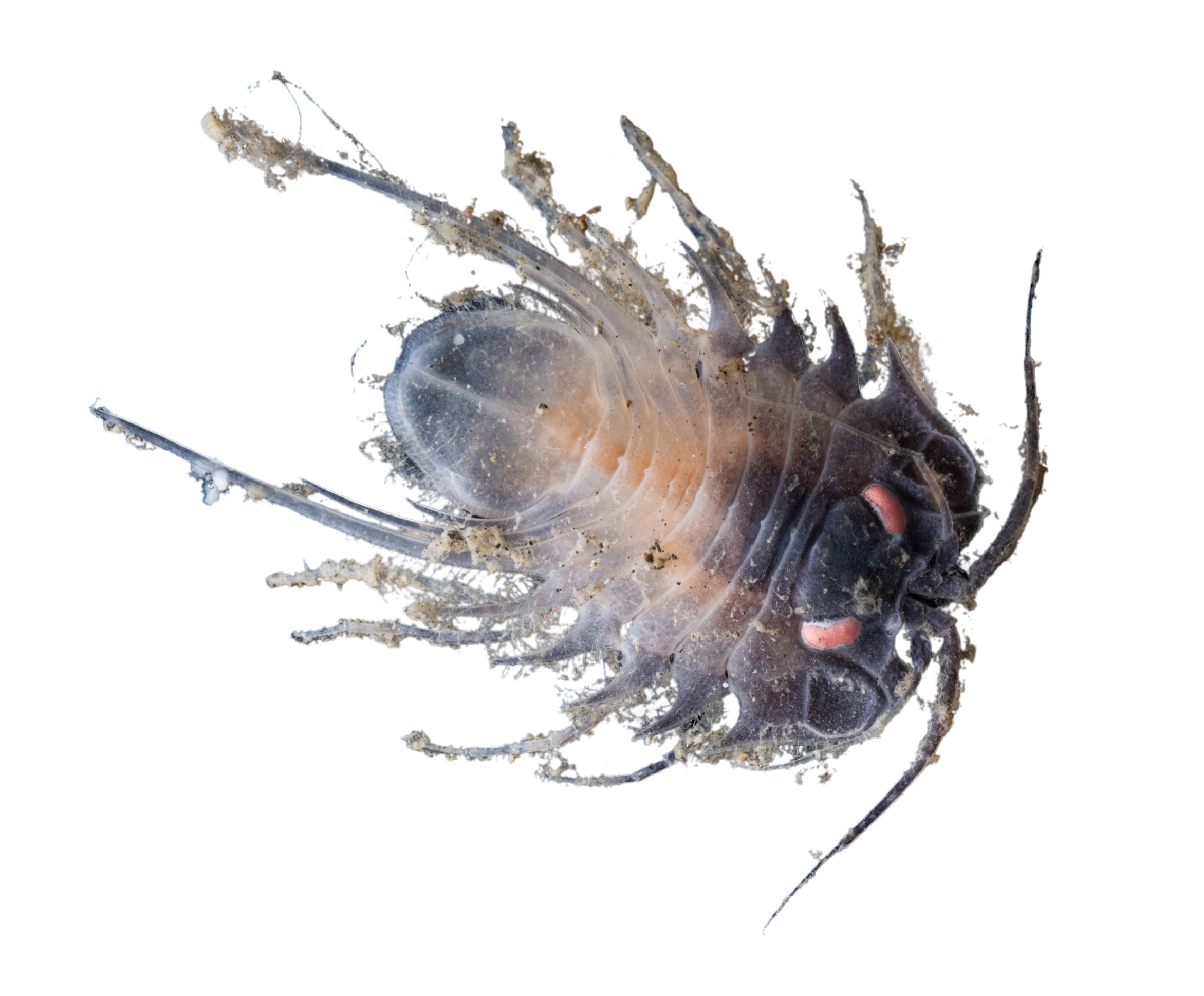 The Ocean Census | Discover Life