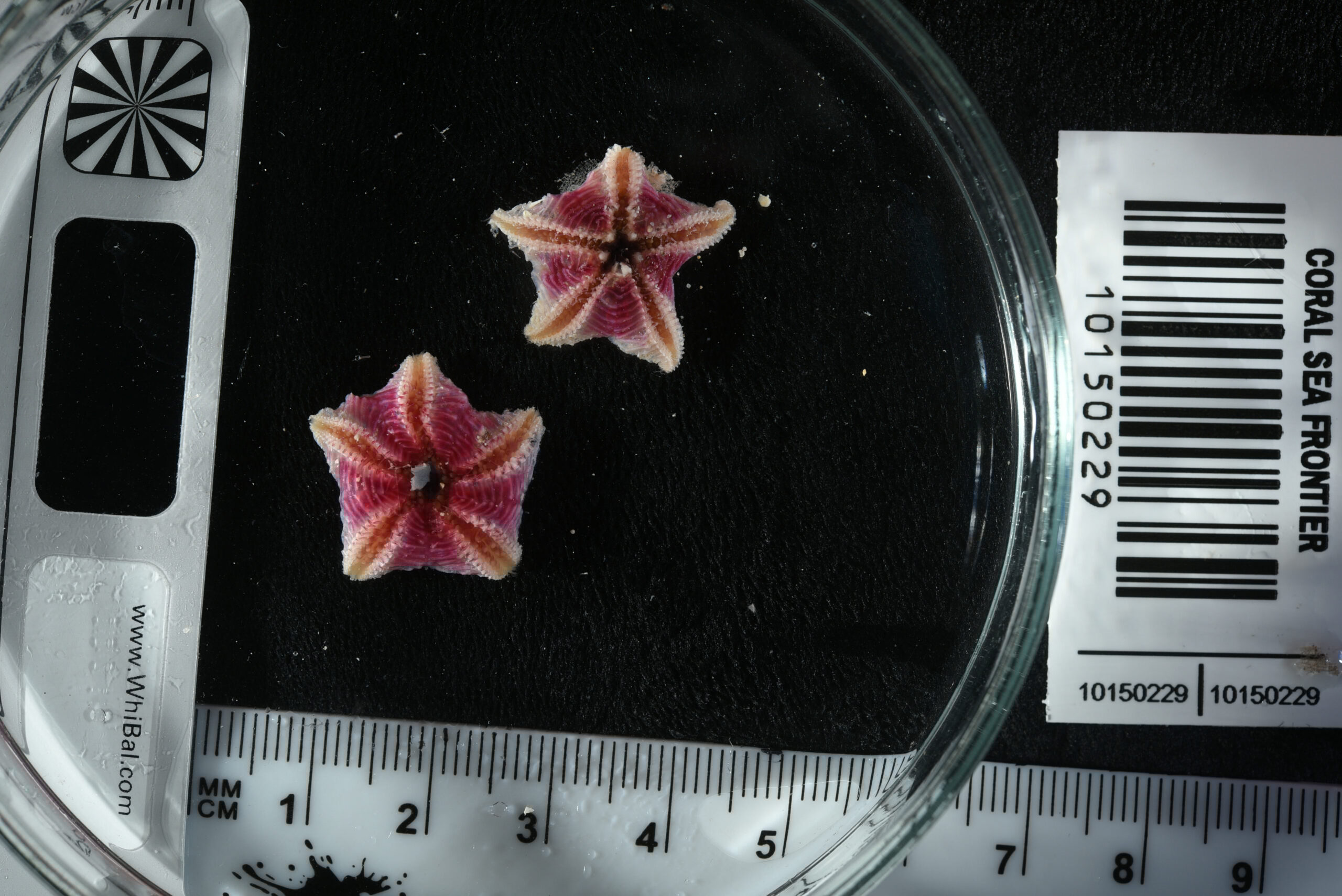 Sea stars_