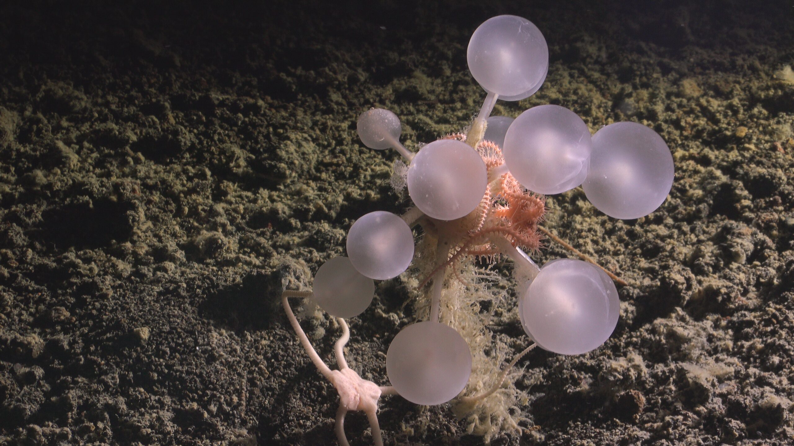 A branching carnivorous sponge on the deep seafloor displays pale, balloon-like spherical structures held on delicate stalks, resembling an underwater christmas ornament made by a marine species in the abyss.