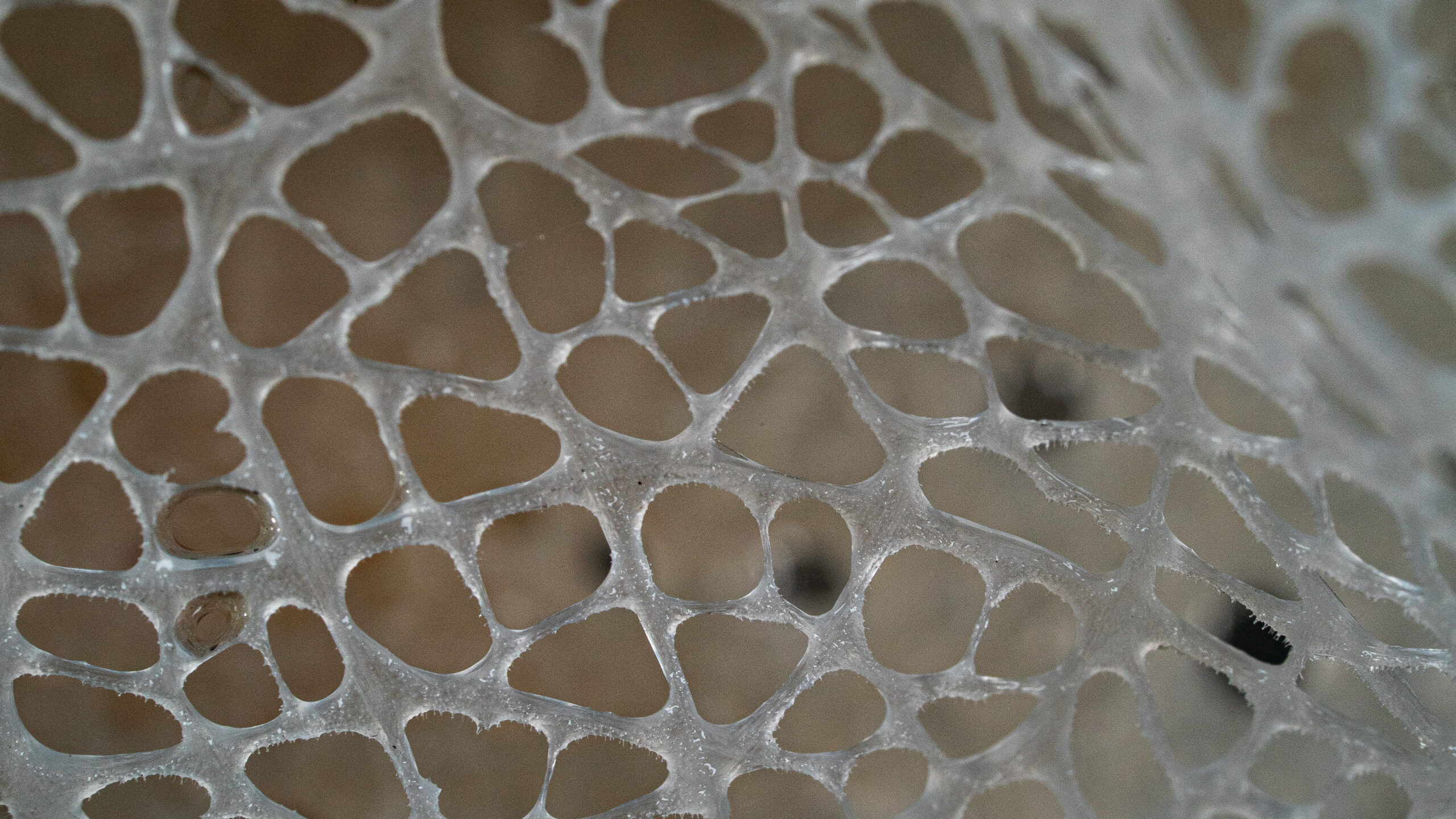 A highly detailed macro view of a sponge’s skeletal mesh shows an intricate network of translucent, irregular holes, appearing like a fragile underwater christmas lattice crafted by a marine species.