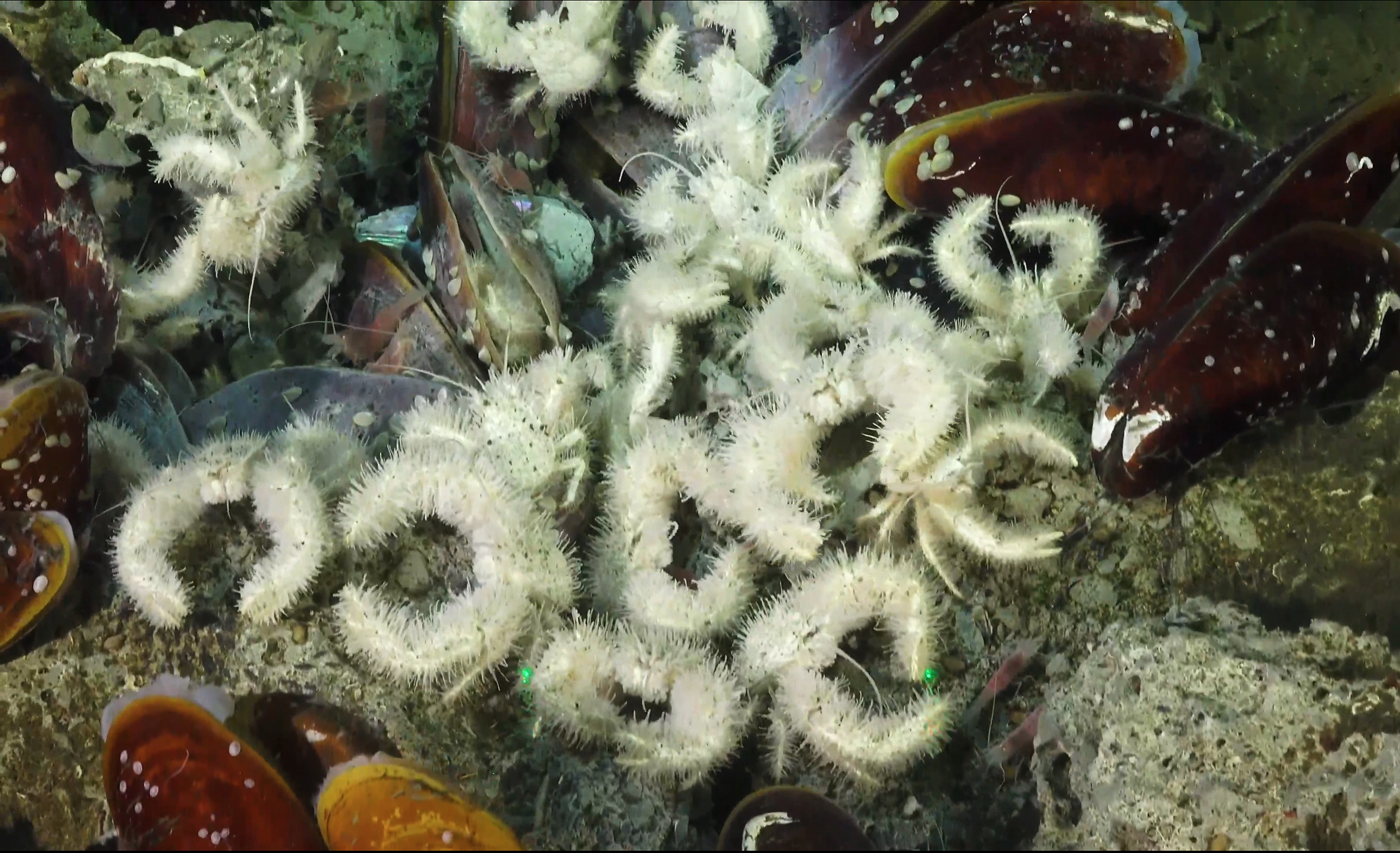 Dozens of pale, hairy yeti crabs gather in dense rings among deep-sea mussels, their fuzzy arms forming swirling patterns that resemble whimsical christmas wreaths built by deep-dwelling marine species.