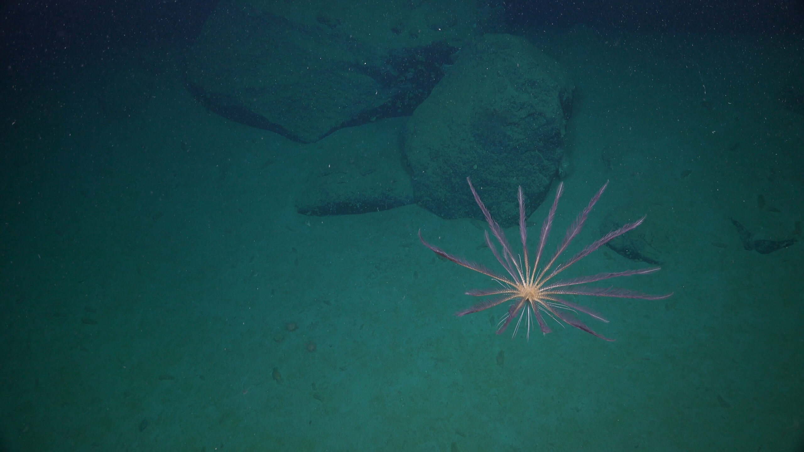 A feather star with long purple arms swims gracefully above the seafloor, its shape fanning out like a delicate christmas star drifting from the grasp of a wandering marine species.
