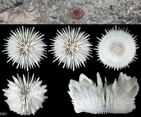 White branching cup corals stand beside a soft green hydroid-like structure topped by a brown crown of delicate feeding arms, forming a scene with a quiet christmas palette created by diverse marine species.