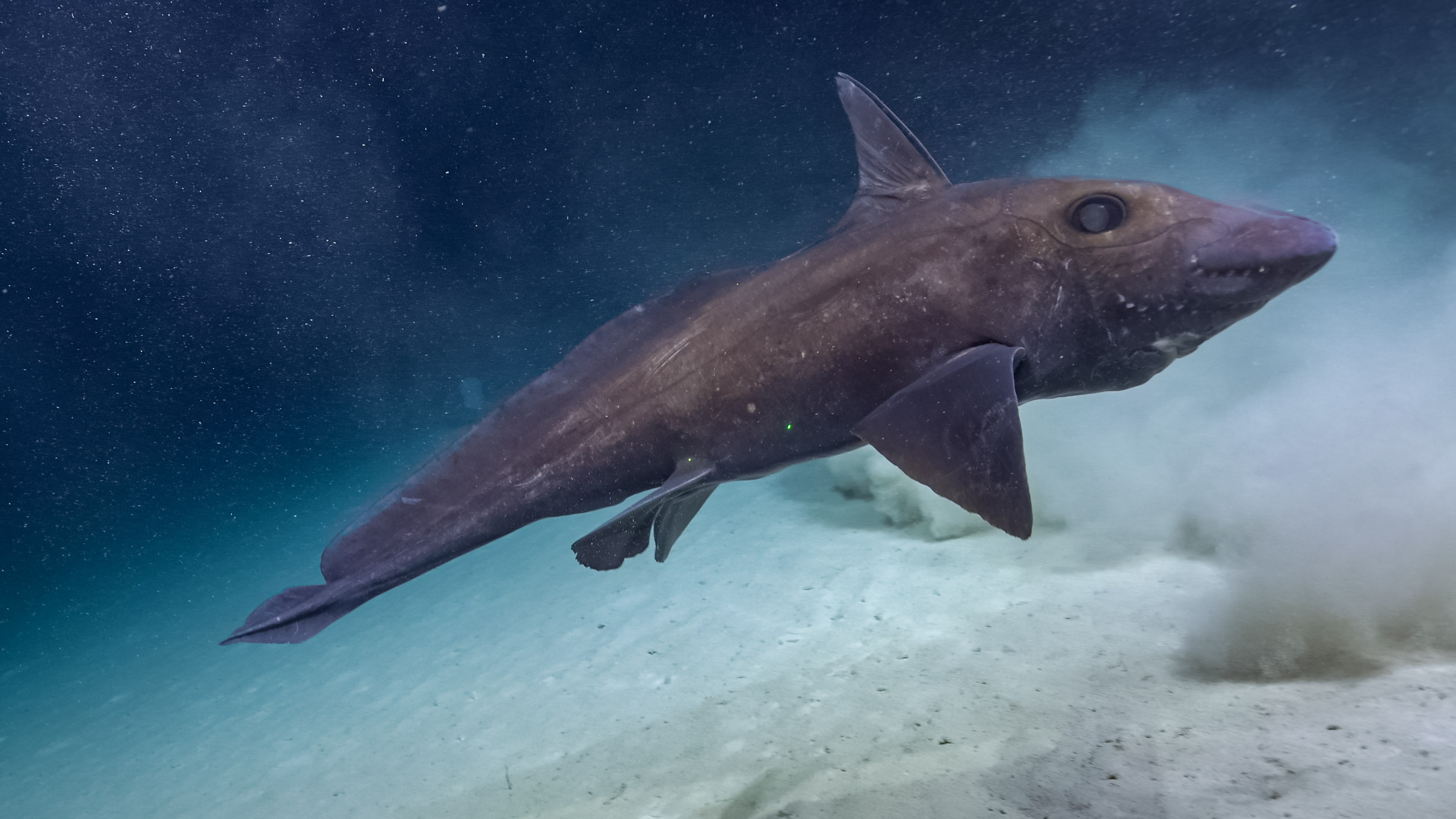 A sleek, dusky-colored chimera glides just above the seafloor, stirring a cloud of sediment, its smooth form reminiscent of a mysterious christmas apparition among deep-ocean marine species.