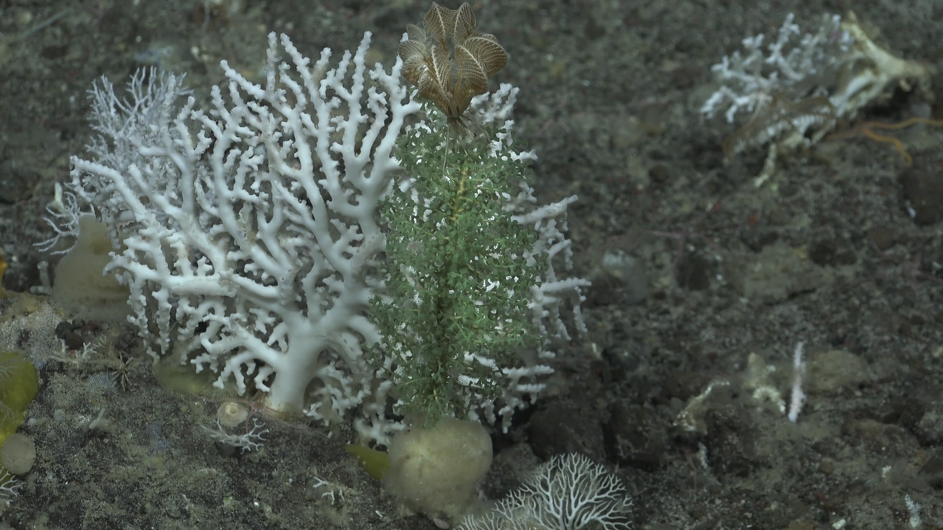 A branching carnivorous sponge on the deep seafloor displays pale, balloon-like spherical structures held on delicate stalks, resembling an underwater christmas ornament made by a marine species in the abyss.