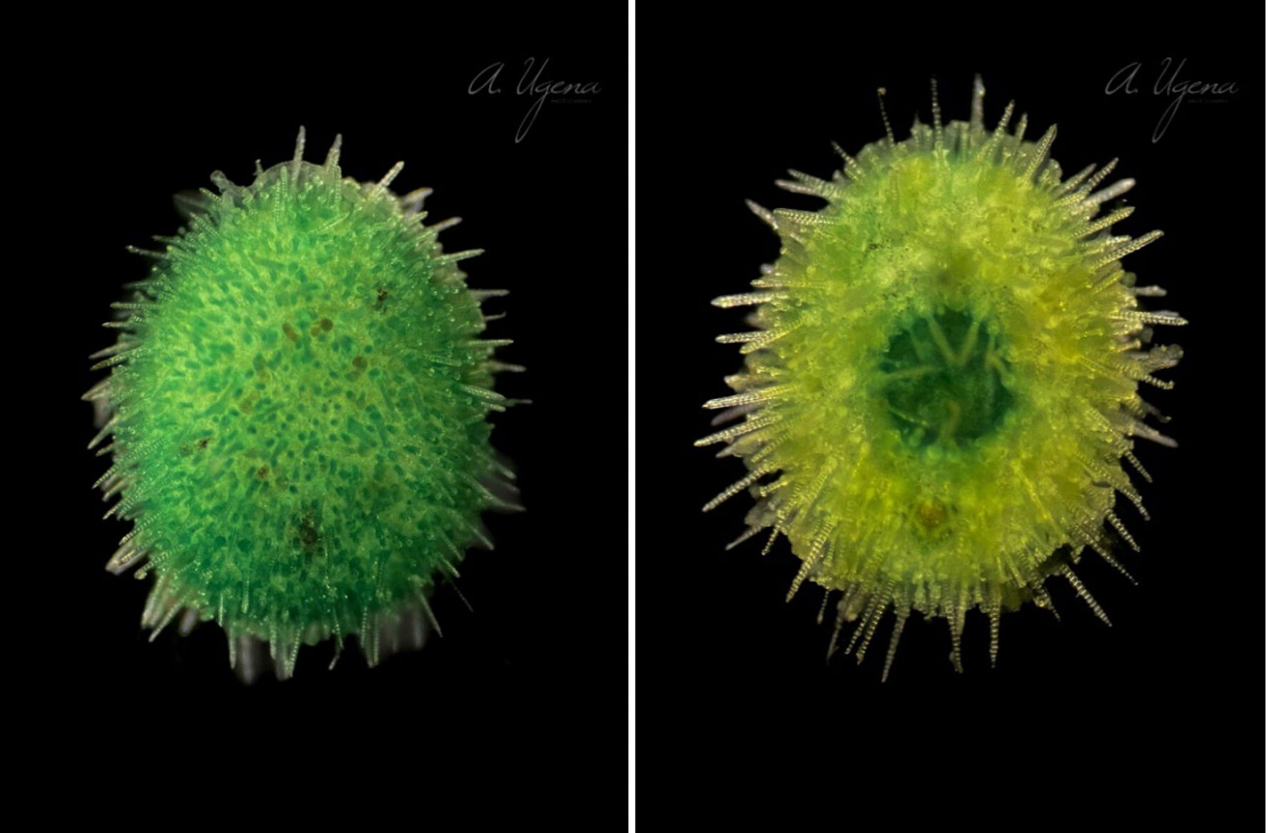 Two brightly colored juvenile sea urchins, one green and one yellow-green, sit against a black background with their tiny spines radiating outward, evoking miniature christmas pom-poms from these petite marine species.