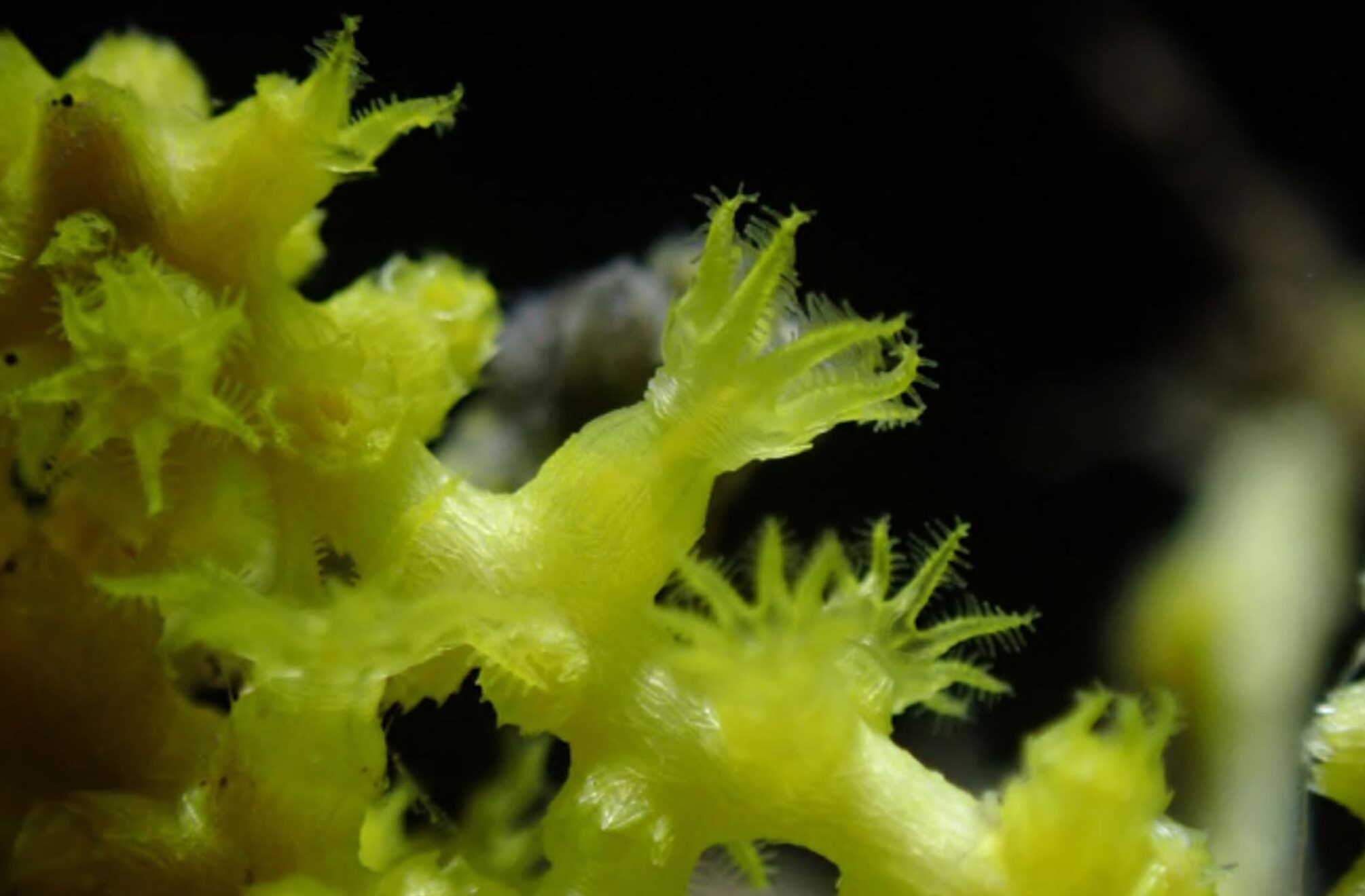 A cluster of delicate white coral-like branches sits beside a green, feathery structure topped with a brown, petal-like fan, creating a textured undersea tableau with subtle christmas tones shaped by marine species.