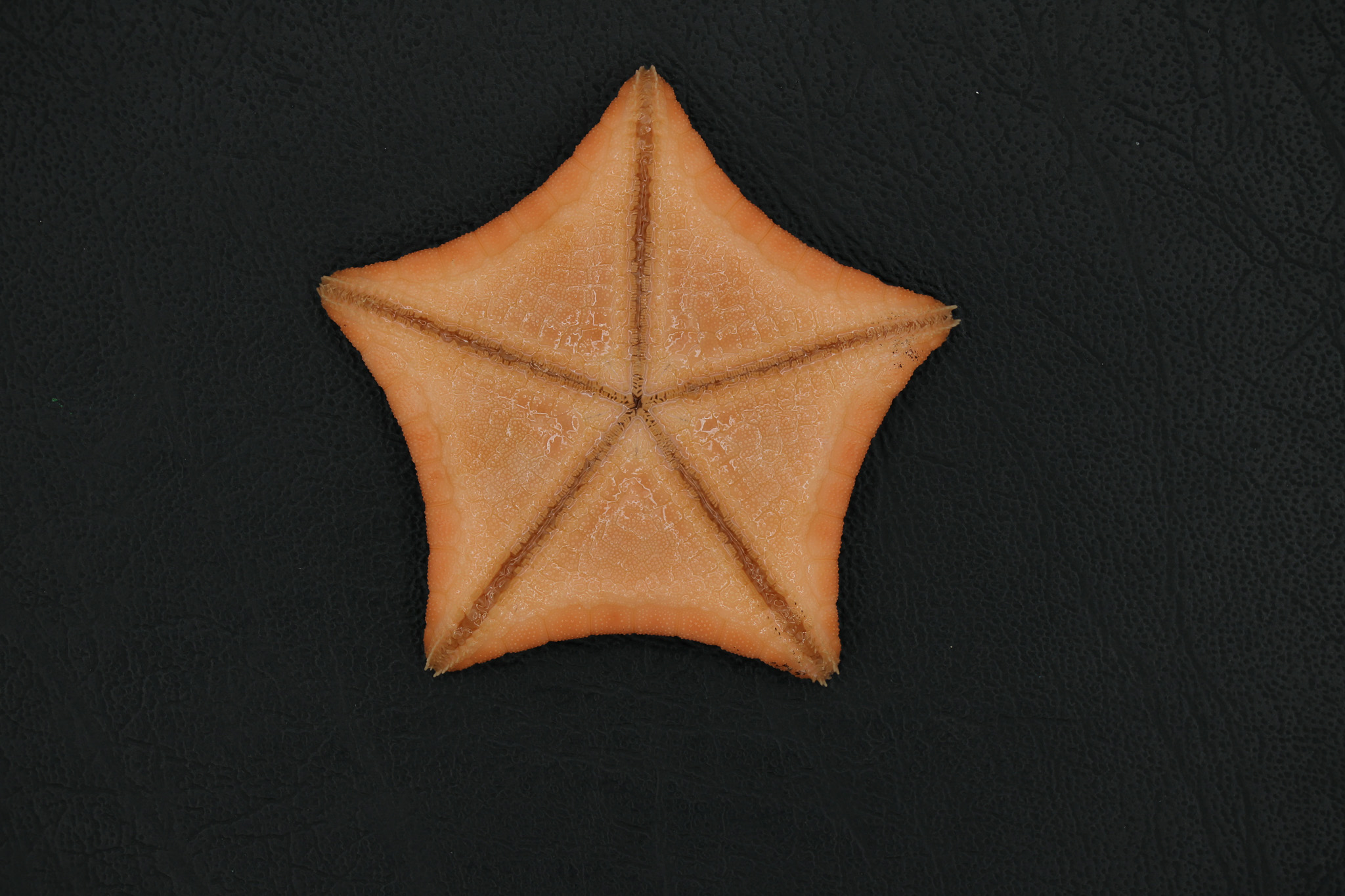 A perfectly pentagonal orange sea star rests on a dark textured surface, its five arms fused into a smooth star shape with fine surface patterning, appearing like a minimalist christmas star crafted by a deep-sea marine species.