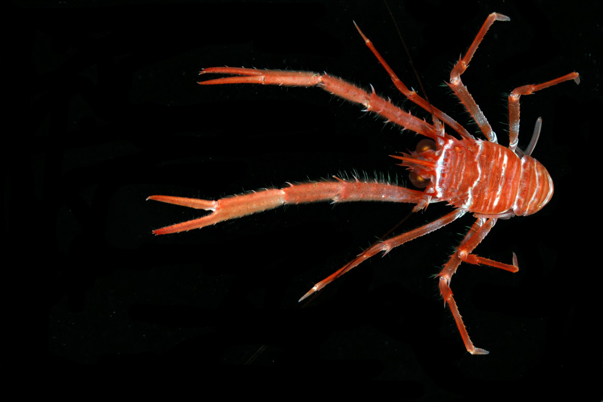 A vivid red squat lobster floats against a black background, its long spiny claws extended outward and its banded body glowing as if lit from within, creating a festive christmas flare from this striking marine species.