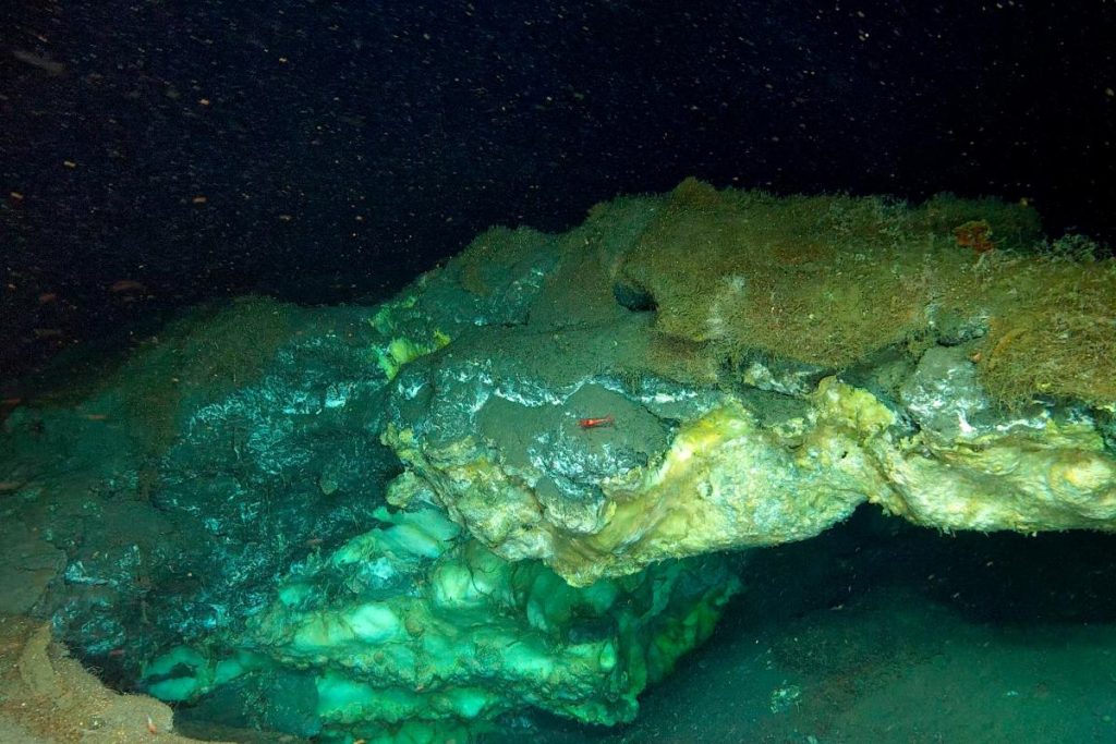 Cold Seeps 9 Incredible Arctic Deep Sea Animals Found on the Ocean Census 2024 ...