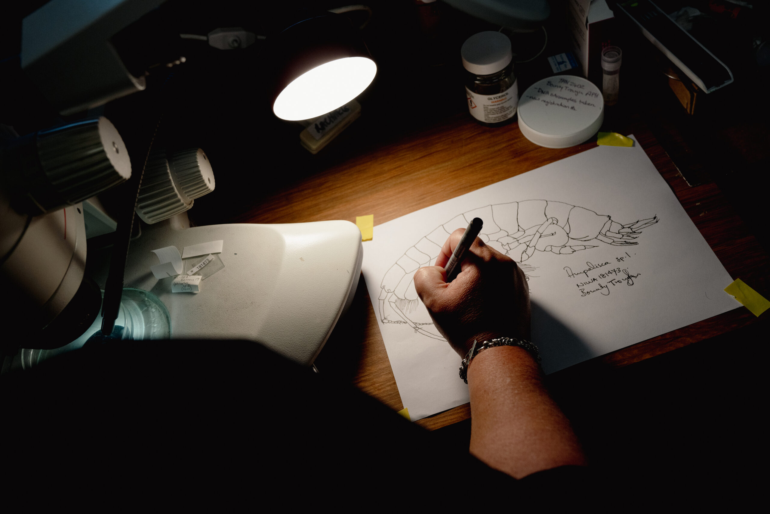 A woman draws a detailed scientific illustration of an amphipod on her work desk