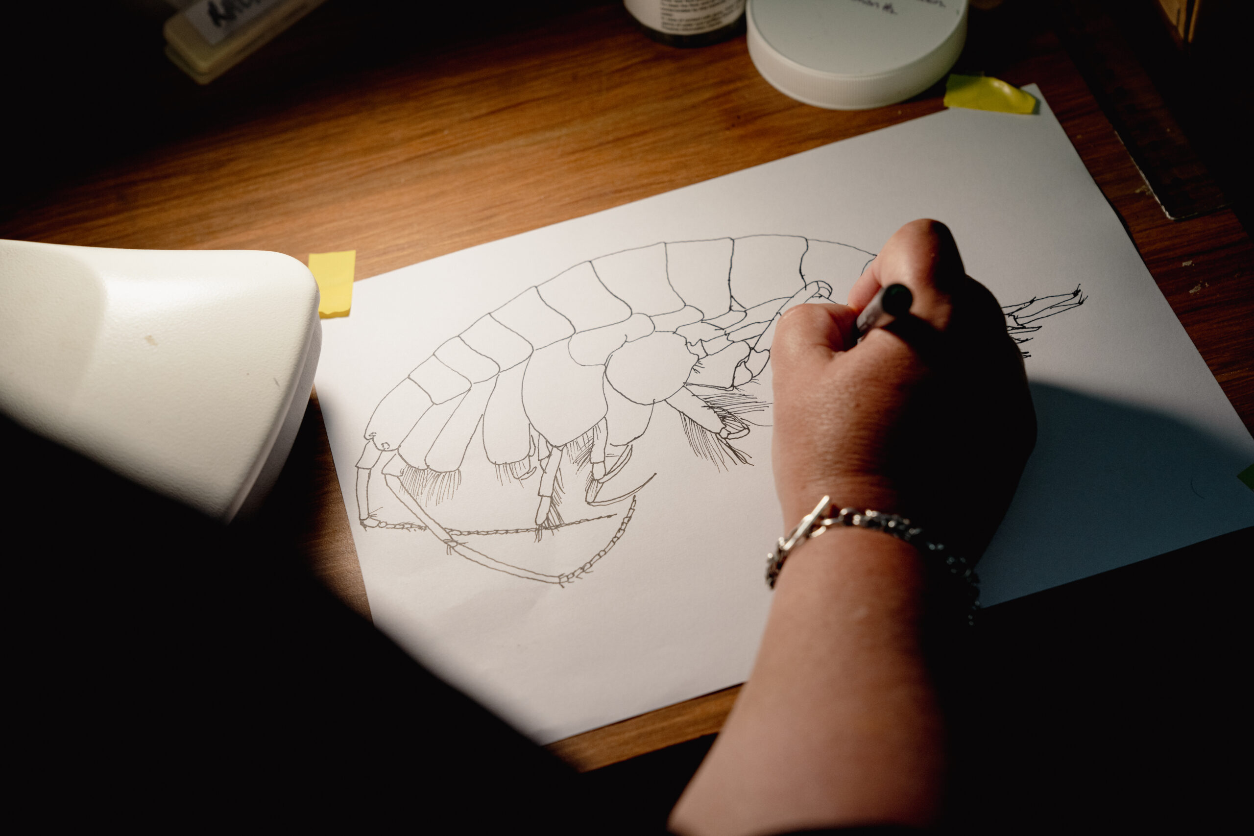 A woman draws a detailed scientific illustration of an amphipod on her work desk