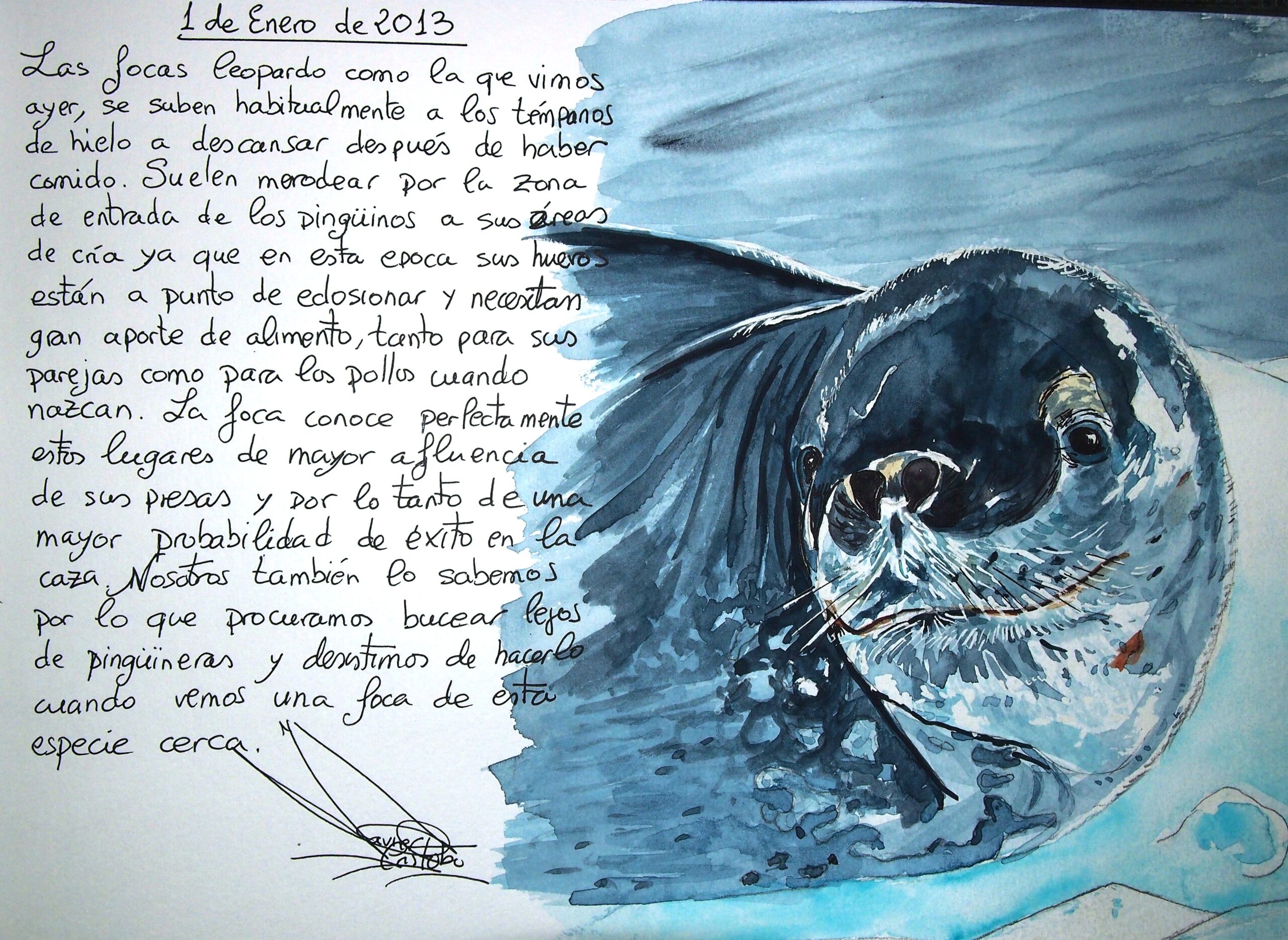 A blue watercolour sketch of a leopard seal
