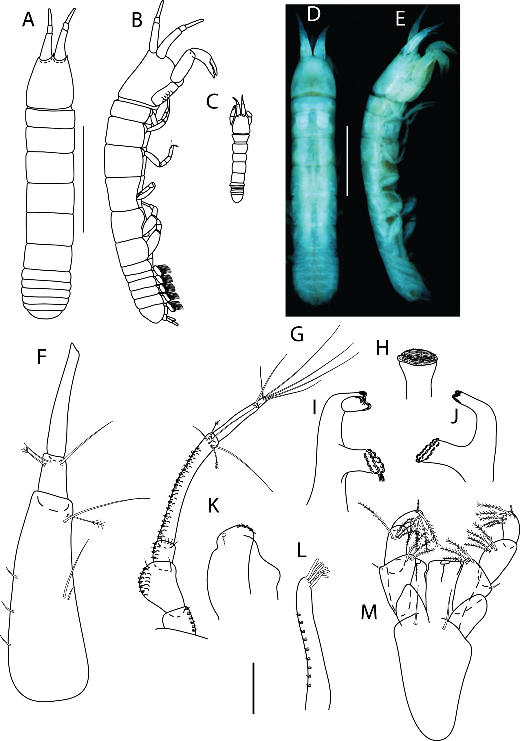 Outline illustrations of the many appendages of a species of Tanaidacea