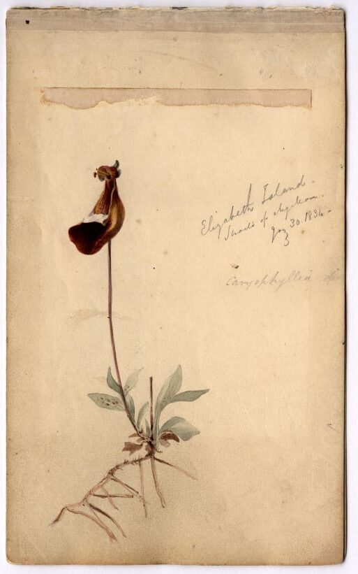 A watercolour illustration of a dark red flower