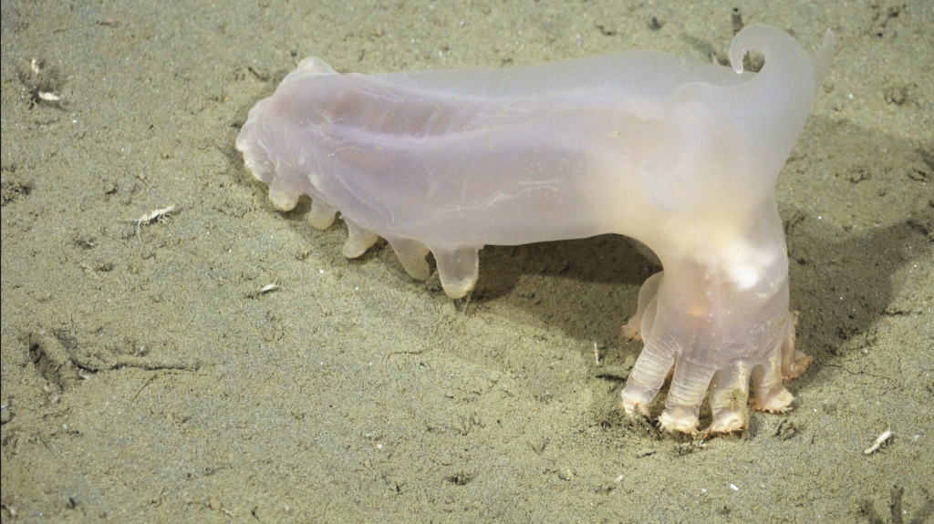 57 new marine species have been identified! 

Scientists are shining a light on Argentina’s deep-sea submarine canyons, including identifying corals, sea cucumb